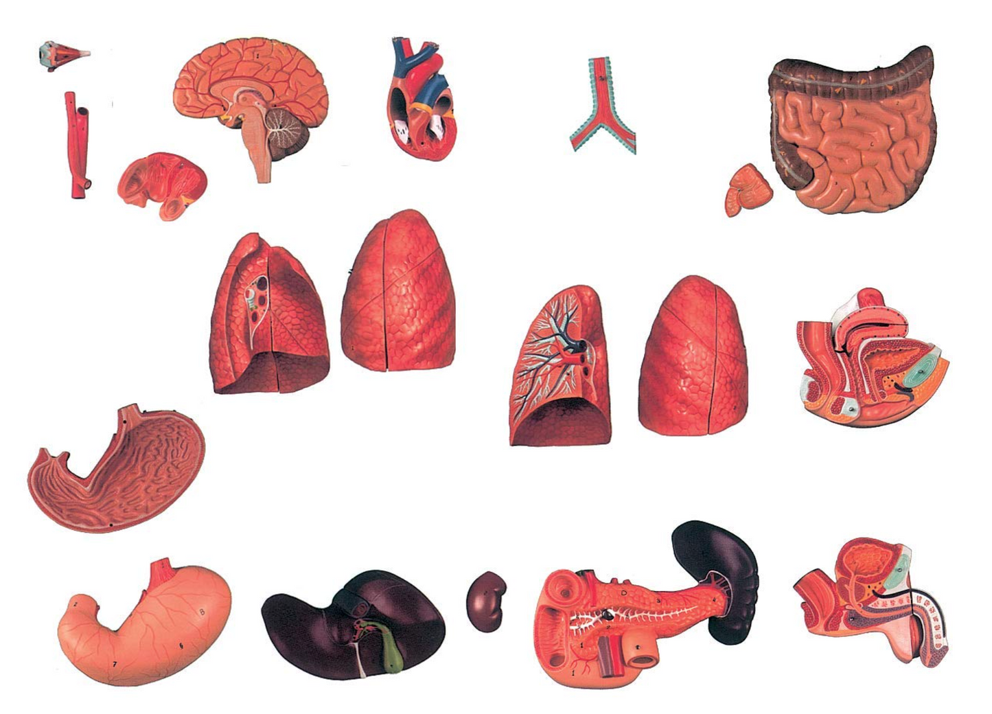 TORSO UMANO - DUAL SEX APERTO