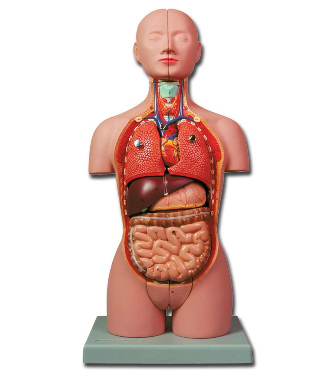 TORSO UMANO - MINI TORSO