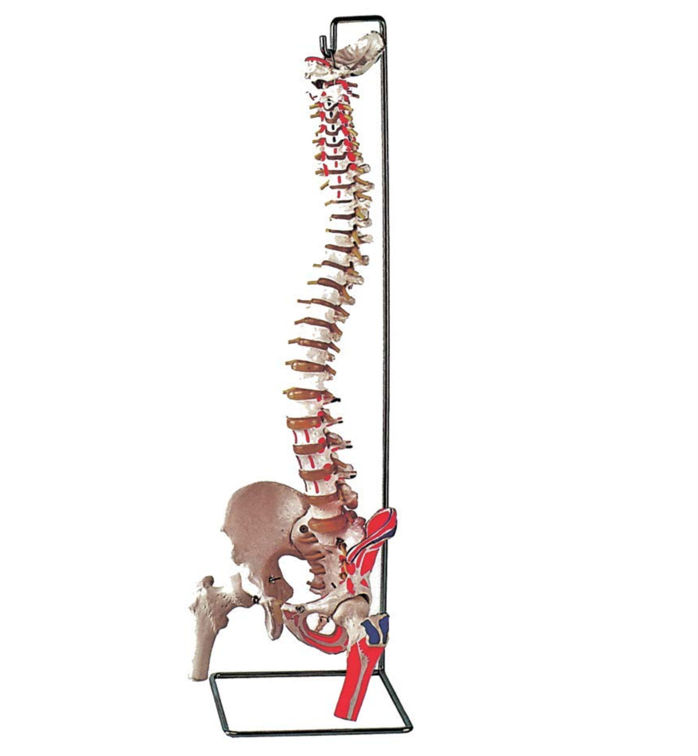 Modello Colonna Vertebrale, con Femore + Muscolo