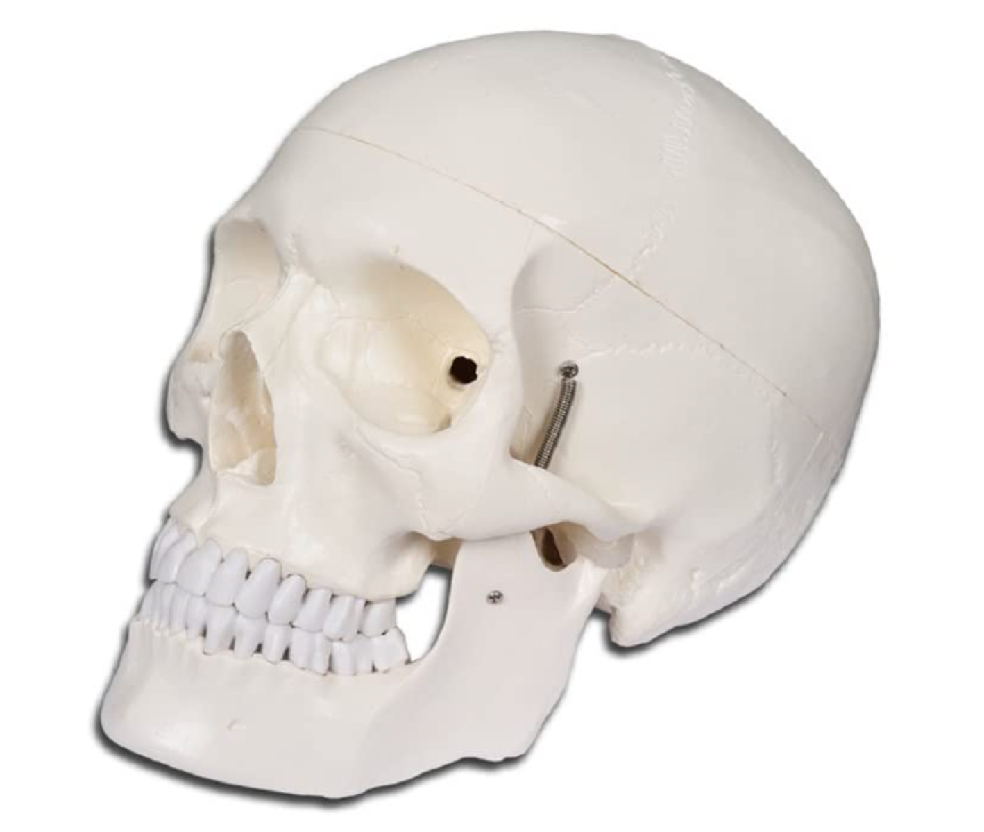 Modello Cranio Umano