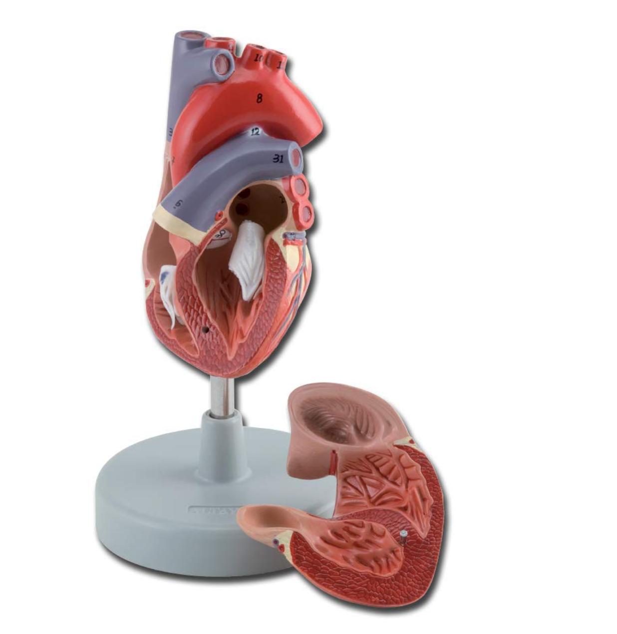 Modello Cuore, 2 Parti