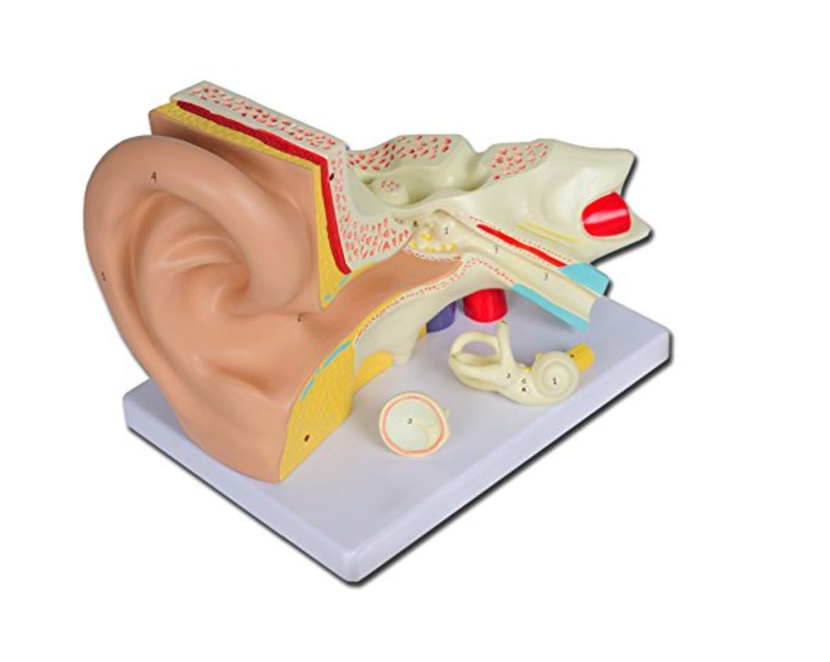 Modello Orecchio Linea Value, 3 Parti