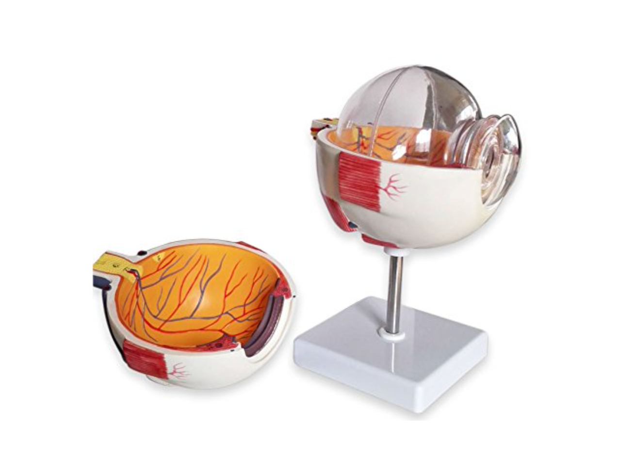 Modello Occhio Linea Value, 6 Parti