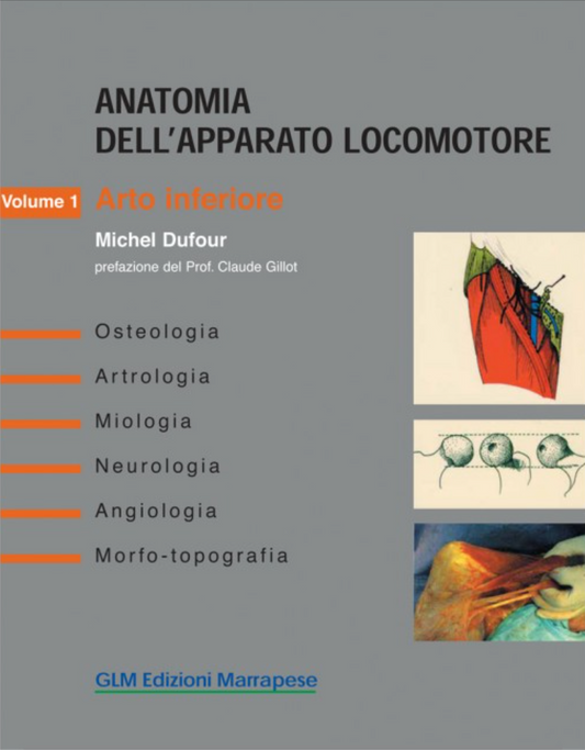 Anatomia dell'apparato locomotore - Arto inferiore - Arto superiore - Testa e tronco