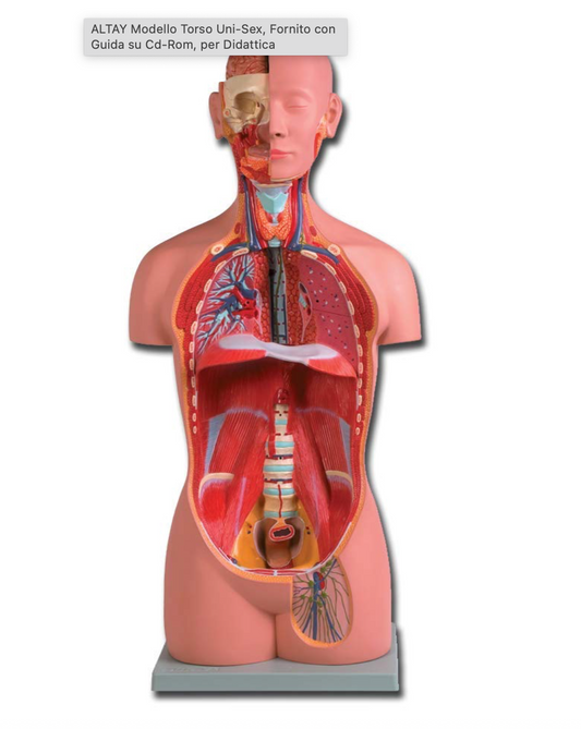 TORSO UMANO - UNI SEX