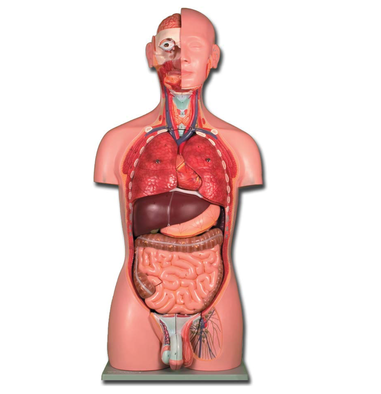 TORSO UMANO - DUAL SEX