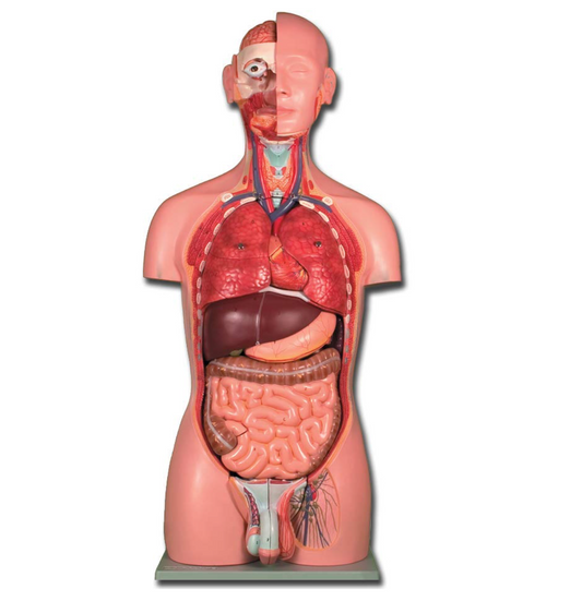 TORSO UMANO - DUAL SEX