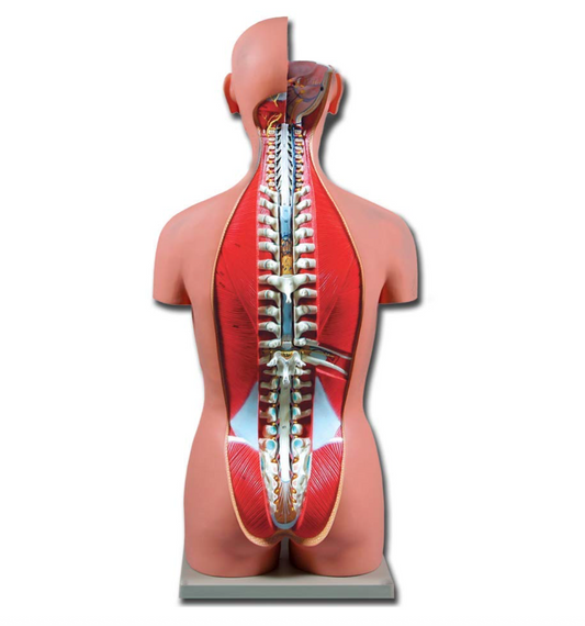 TORSO UMANO - DUAL SEX APERTO