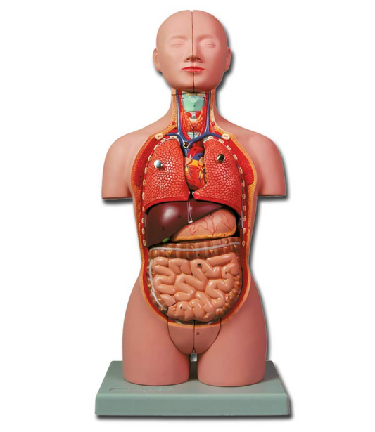 TORSO UMANO - MINI TORSO