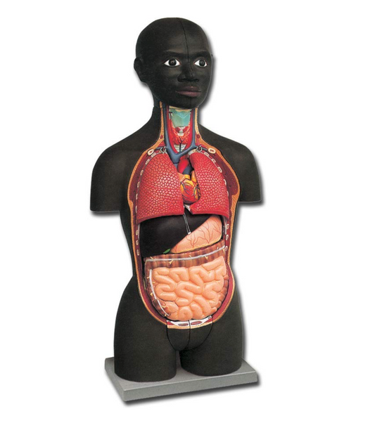 TORSO UMANO - MINI TORSO AFRICANO
