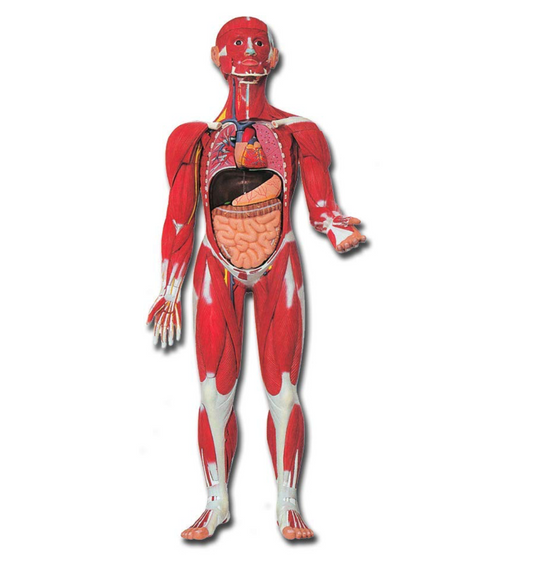 Modello Muscolatura Corpo Umano