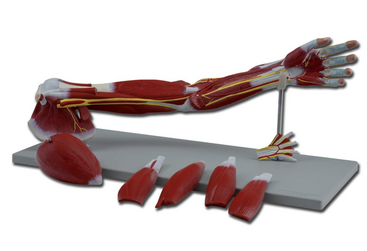 Modello Muscolatura Braccio