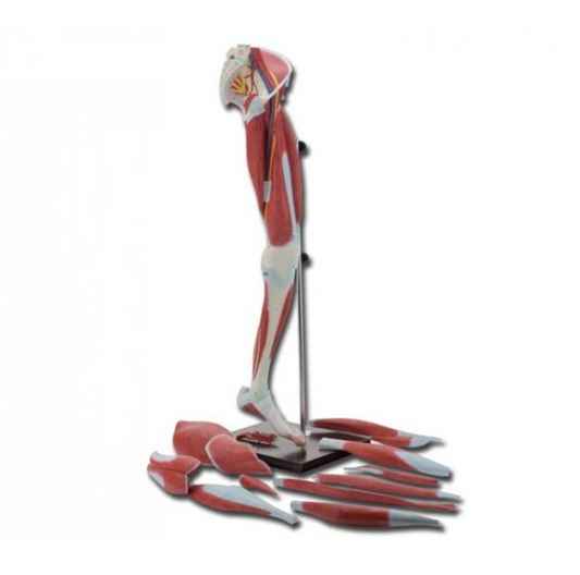 Modello Muscolatura Gamba