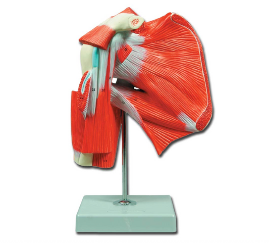 Modello Muscolatura della Spalla