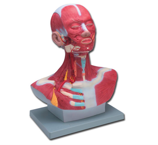 Modello Muscolatura Testa-Collo