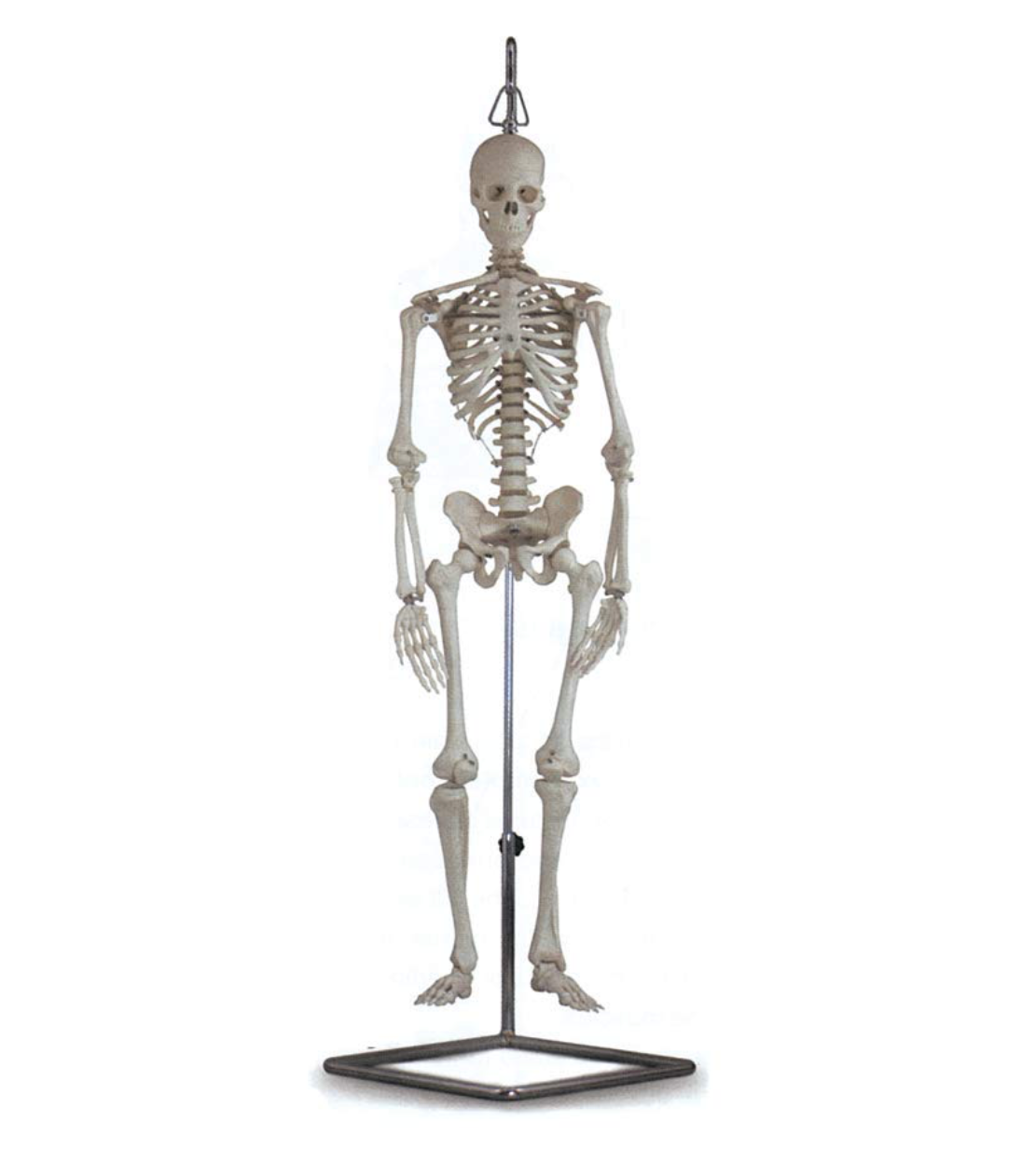 Modello Mini Scheletro