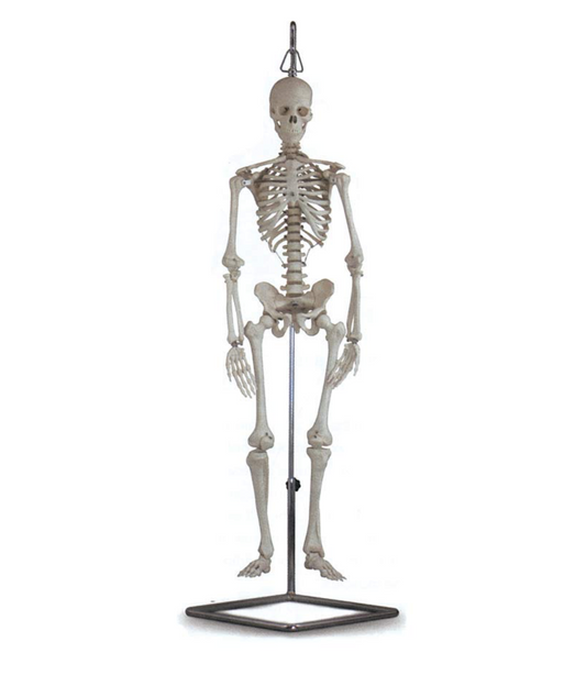 Modello Mini Scheletro
