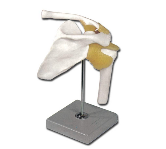 Modello Artcolazione Spalla