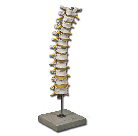 Modello Colonna Toracica