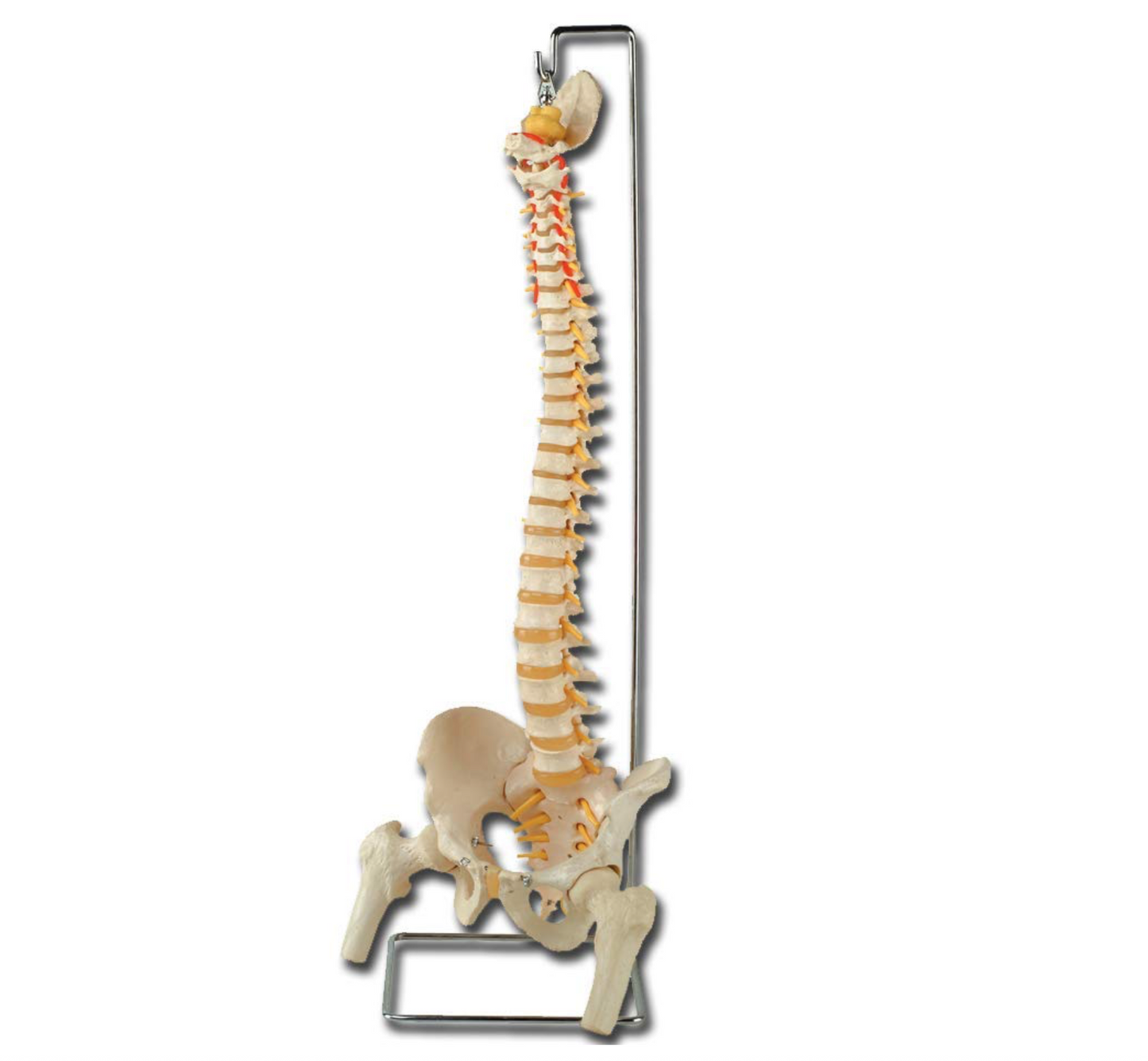Modello Colonna Vertebrale, con Teste Femorali