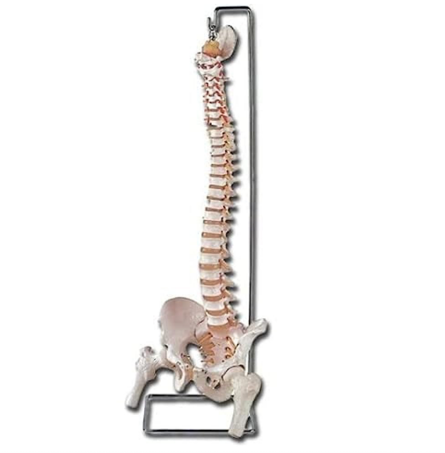 Modello Colonna Vertebrale, con Femore + Osso Sacro