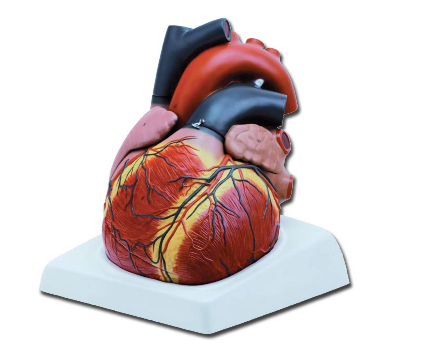 Modello Cuore, 4 Parti