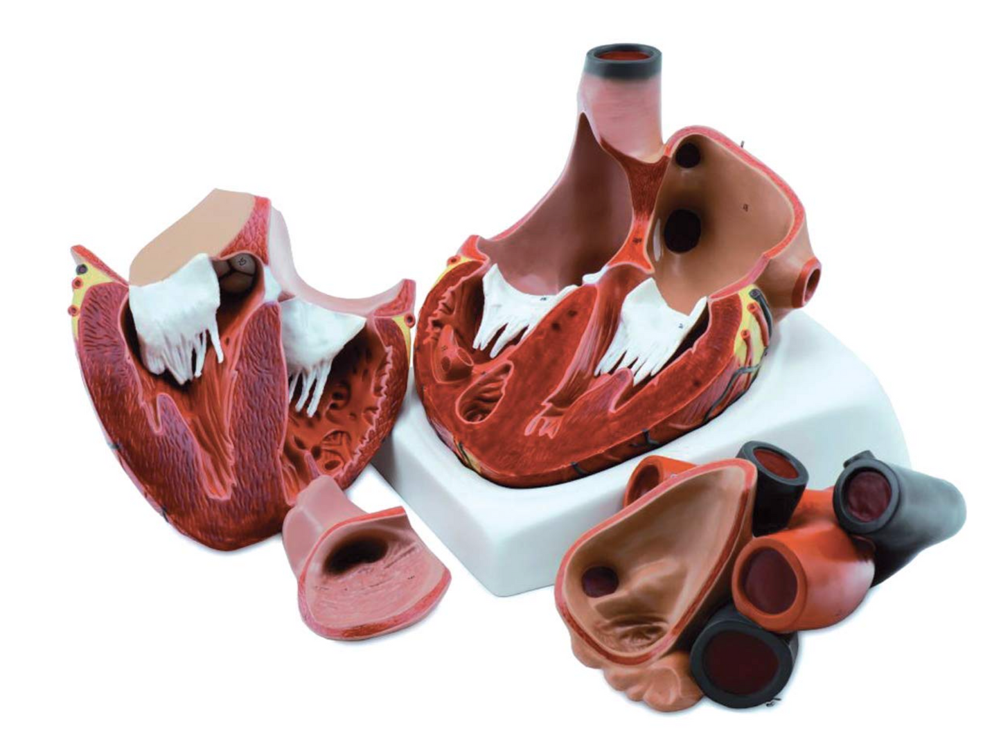 Modello Cuore, 4 Parti