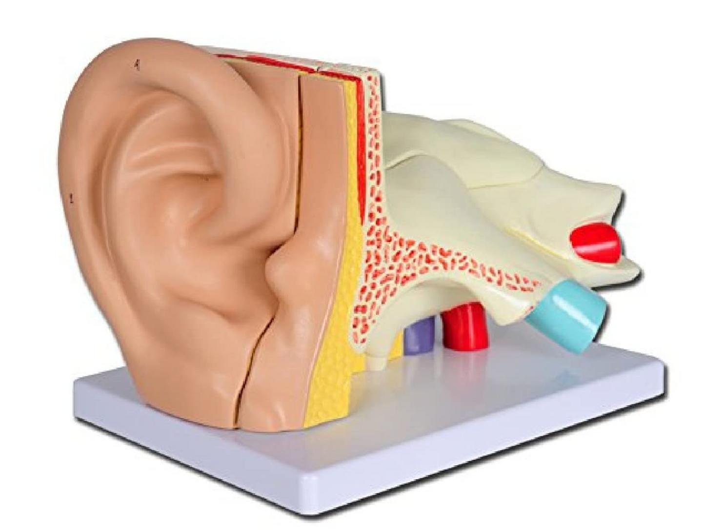 Modello Orecchio Linea Value, 5 Parti