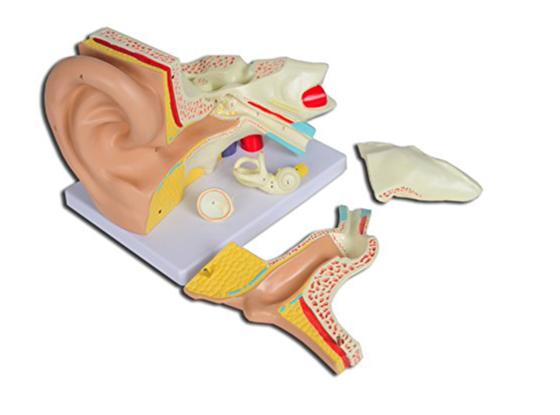 Modello Orecchio Linea Value, 5 Parti